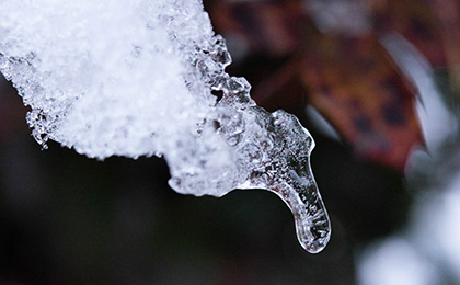 冬の草花の写真